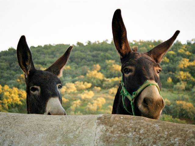 Donkeys